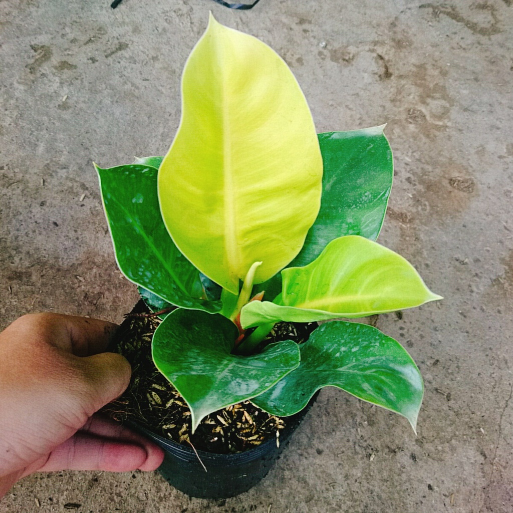 Combo 4 cây trầu bà đế vương