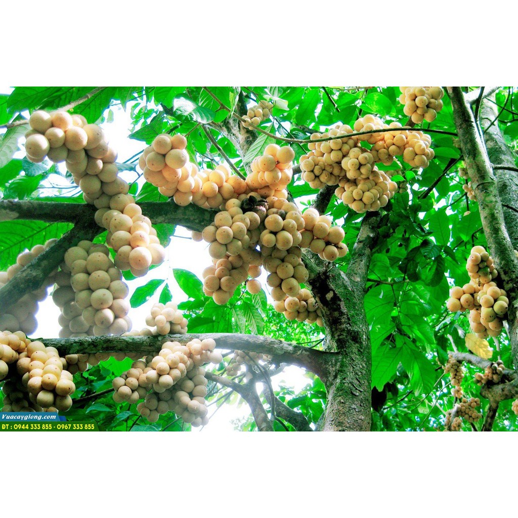 Cây Giống Bòn Bon  Cây Ghép Năng Suất Cao Cho Quả Sớm