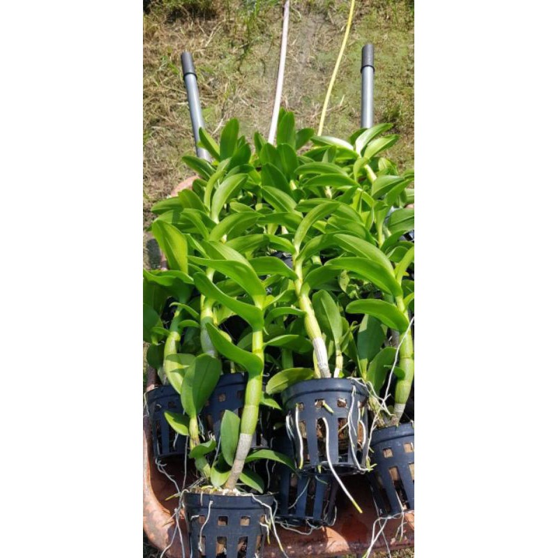 Hoa lan denro vàng chanh - cây lớn