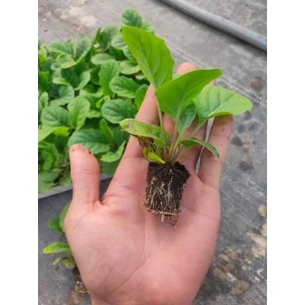 10 cây giống đồng tiền cao đủ màu