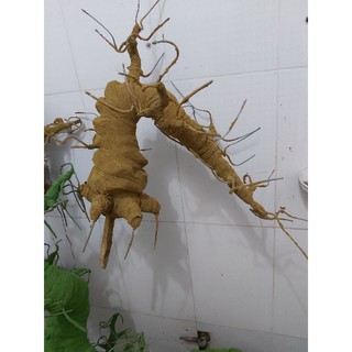 Bonsai dáng đổ 50cm lên sản phẩm cực đẹp