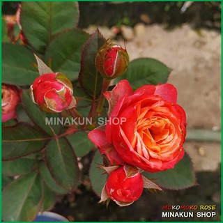 Hoa hồng ngoại Mokomoko xinh xắn sai hoa - MinaKun Shop