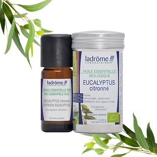 Tinh Dầu Organic Eucalyptus Citronné
