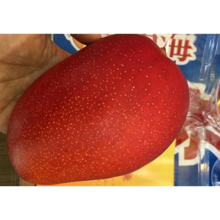 Xoài đỏ Nhật bản  ( giống mới)