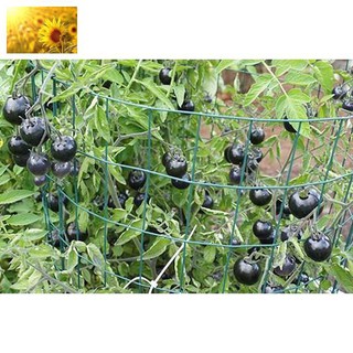 Hạt Giống Cà Chua Đen Siêu Quả (20 Hạt)
