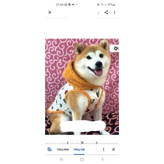 Áo cún xuất Nhật dư