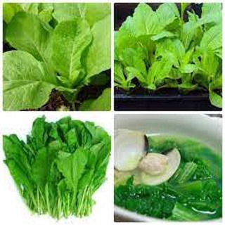 Hạt giống rau cải mơ 20 gram