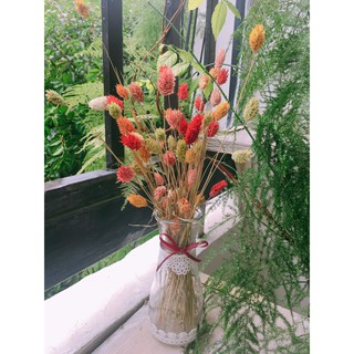 Lọ kèm hoa Pharalis nhập nhẩu Hà Lan