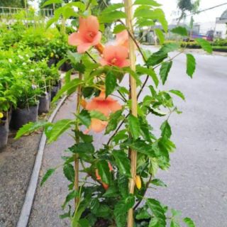 Cây đăng tiêu (dây leo) tặng kèm phân bón