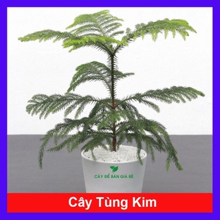 caykiengsadec - Cây Tùng Kim - Cây cảnh mini để bàn