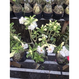 cây hoa sứ trắng+ Tặng phân bón