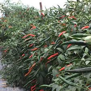 1000 Hạt giống ớt chỉ thiên nhiều màu