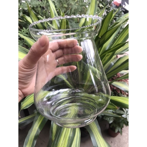 Bình thủy sinh thủy tinh