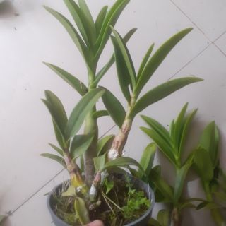 Hoa lan denro nắng Pen cam - mới