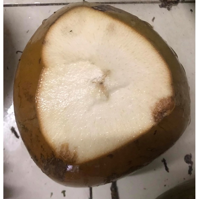 DỪA XIÊM - DỪA TA Bến Tre.