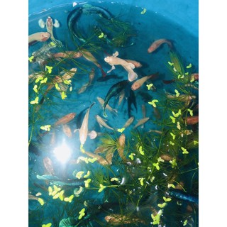 BETTA COMBO 9 BÉ THUỶ SINH