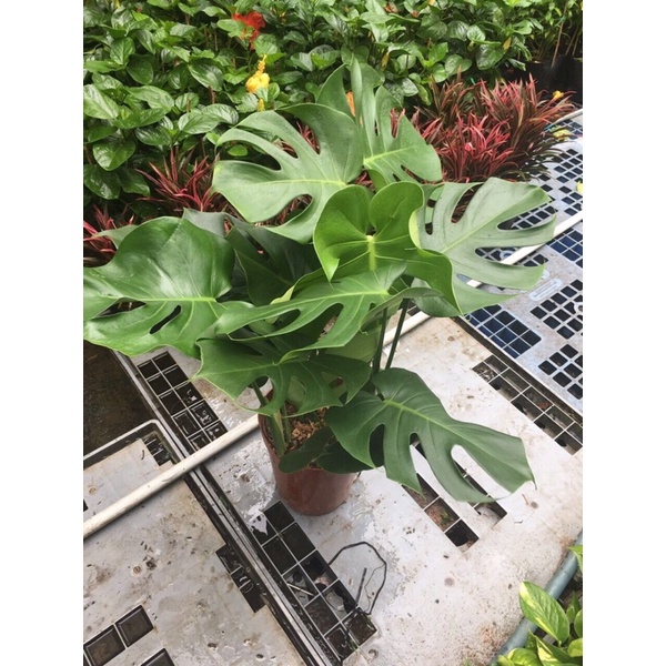 Chậu Trầu Bà Nam Mỹ Monstera Delicio thân 4-6 lá, rễ sâu, cây khỏe