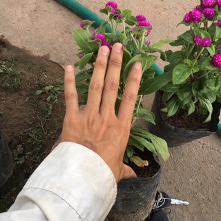 Cây cúc bách nhật đã có hoa và nụ (Hàng bầu đen như hình)
