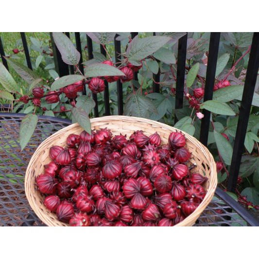Hoa atiso hibicus sấy lạnh - Gói trà hoa khô - Hoa thảo mộc - Khối lượng 50 gram