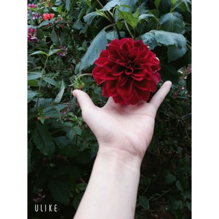 cúc cổ sơn la