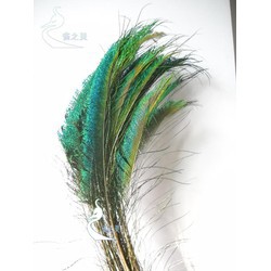 Lông rìa giá rẻ - đẹp, lông công tự nhiên