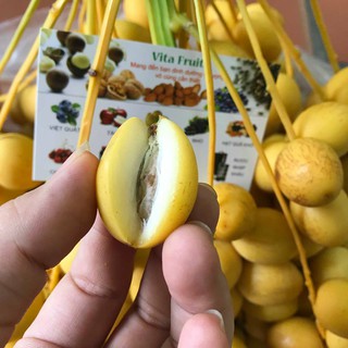 Cây Chà Là Thái Lan( ảnh thật số 2)