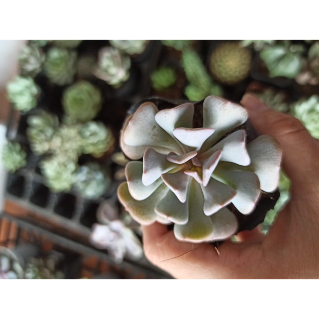 Sen đá Cúc tím - Echeveria ‘Cubic Frost’ (Đọc mô tả)