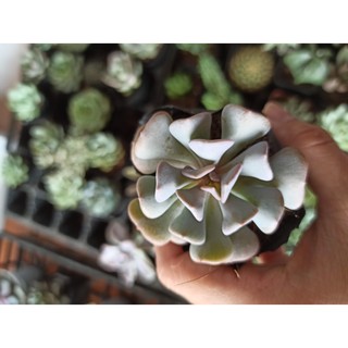 Sen đá Cúc tím - Echeveria ‘Cubic Frost’