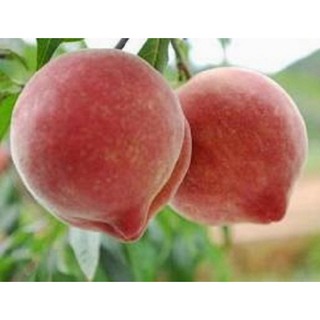 cây giống cây đào bát tiên (đào tiên quả đại)