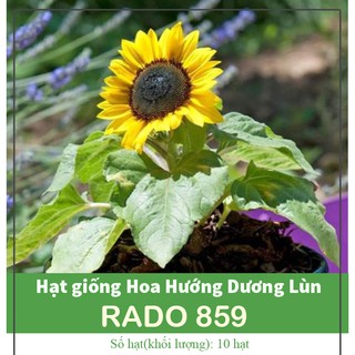 Hạt Giống Hoa Hướng Dương Lùn Cánh Vàng, Dễ Trồng, Nhanh Nảy Mầm - Gói 30 Hạt
