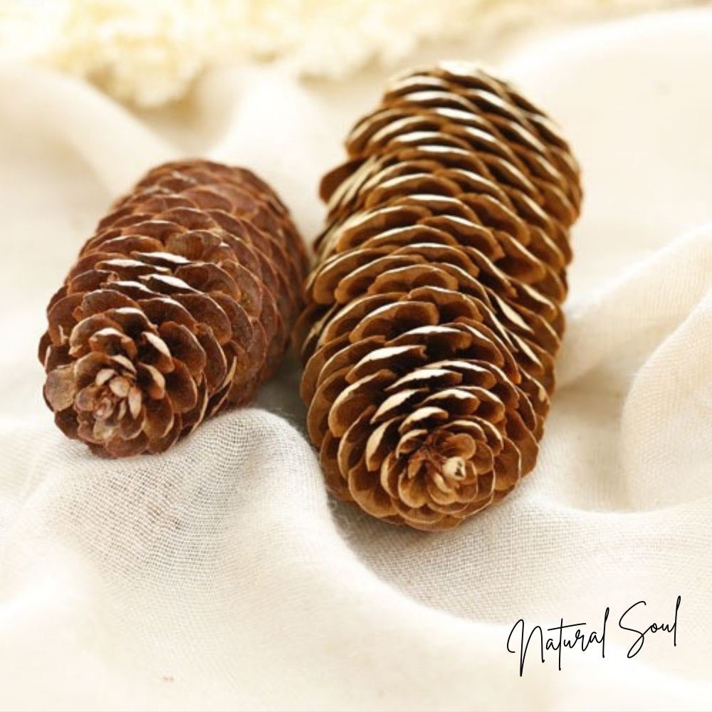 Quả thông khô phụ kiện trang trí - PHỤ KIỆN LÀM VÒNG HOA HOẶC TREO CÂY THÔNG TRANG TRÍ