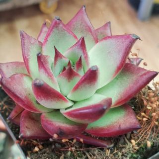 Echeveria Agavoides (Xích Đế)