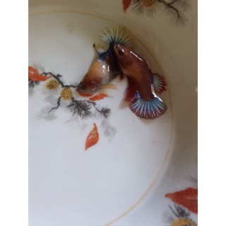 Betta food m 50g