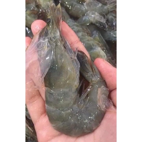 Tôm lột size to 500gr, Tôm thẻ lột  3M FOOD HS