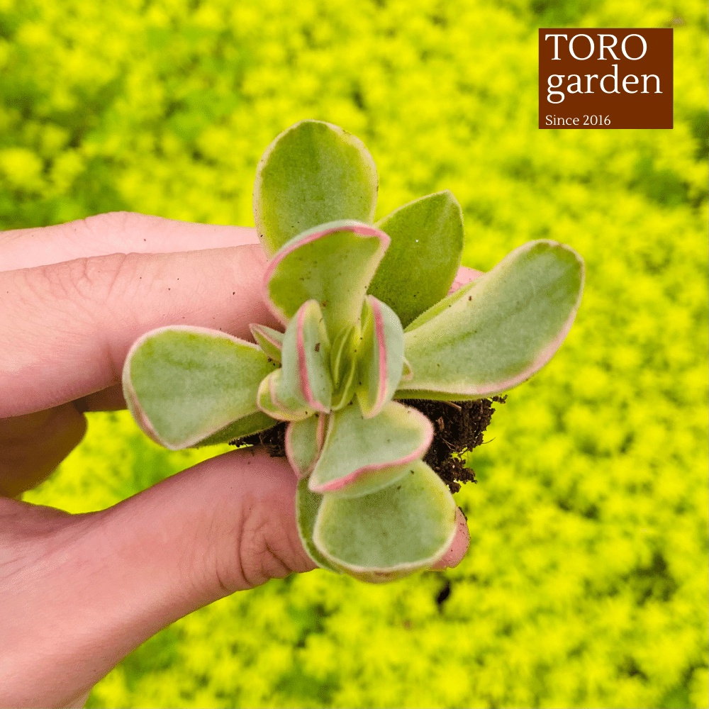 Sen đá bướm var mini Đà Lạt size mini cây cảnh trang trí nhà cửa Toro garden