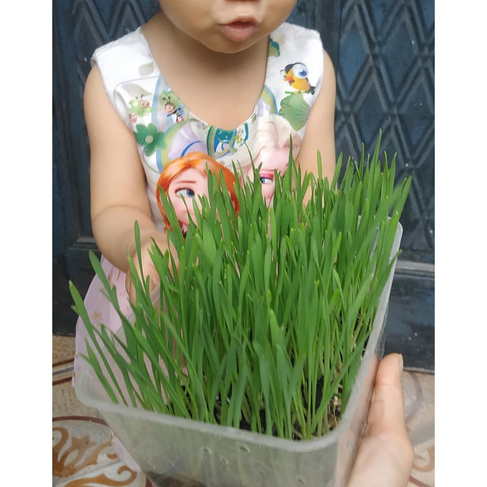 1kg hạt giống cỏ lúa mì (wheatgrass, lúa mạch, cỏ mèo)