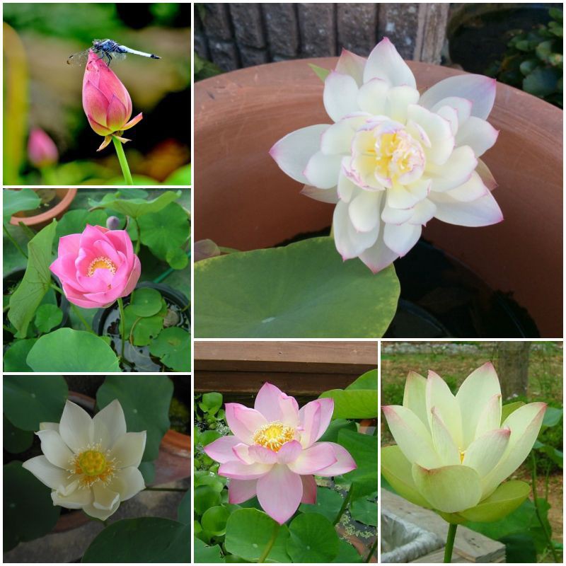 HG3b 10Hạt Giống Hoa Sen Nhật Mini 10 màu luckyseed hạt siêu rẻ