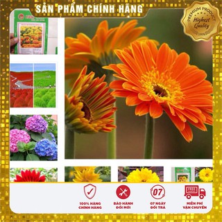 -29k Combo Hạt Giống Hoa Vip Lucky seeds đón xuân