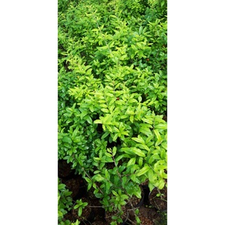 cây lựu ấn độ cây lớn chiết nhánh