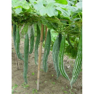 5 Hạt giống Mướp rắn 