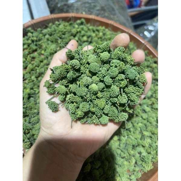 Nụ hoa tam thất chuẩn