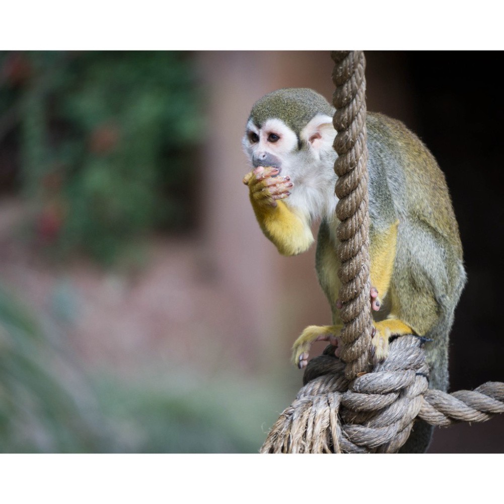 Ống kính SONY E 55-210MM F/4.5-6.3 OS mới 90%