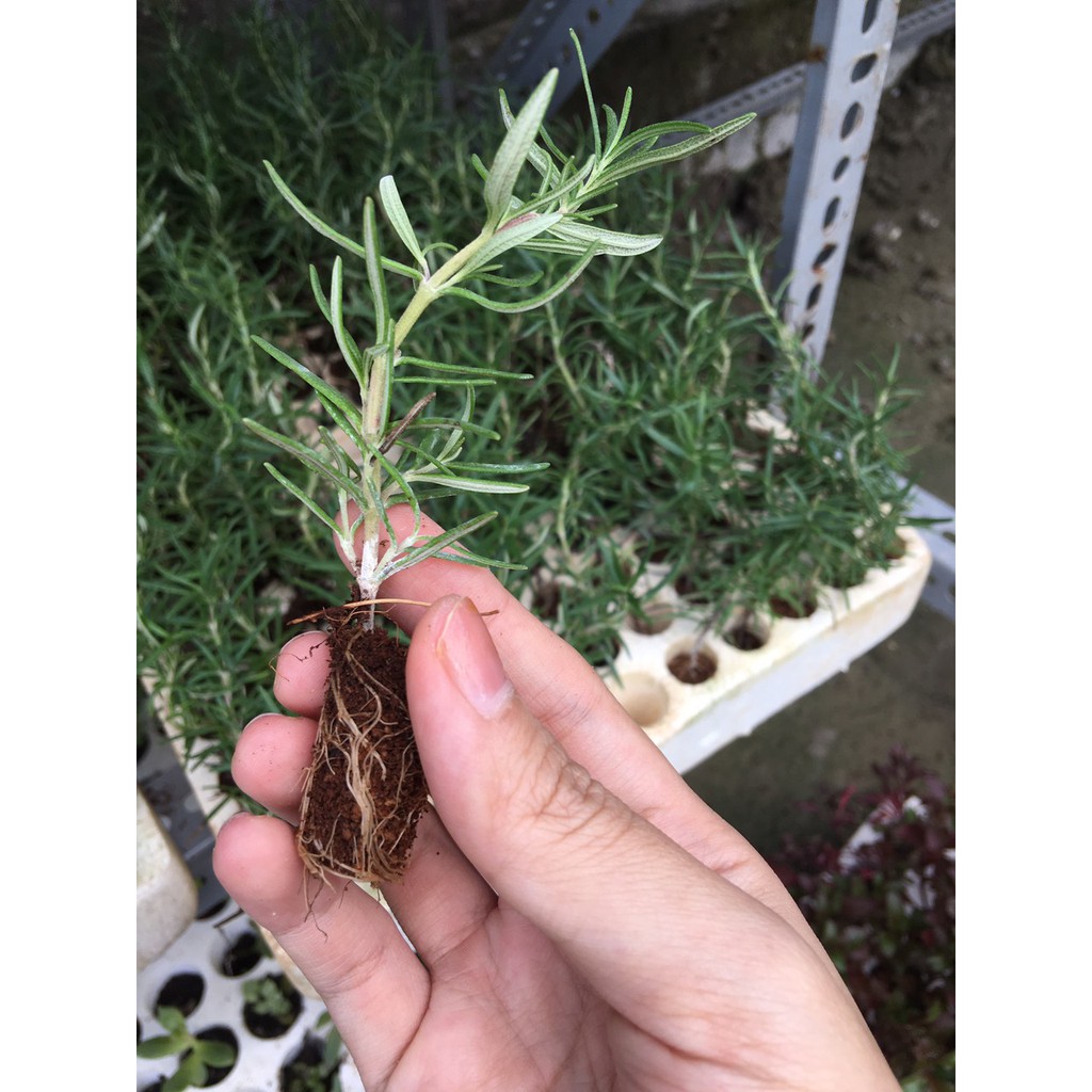 [Cây giống cấy mô] Combo 10 cây giống hương thảo đuổi muỗi - DINH DƯỠNG TỰ NHIÊN Shop