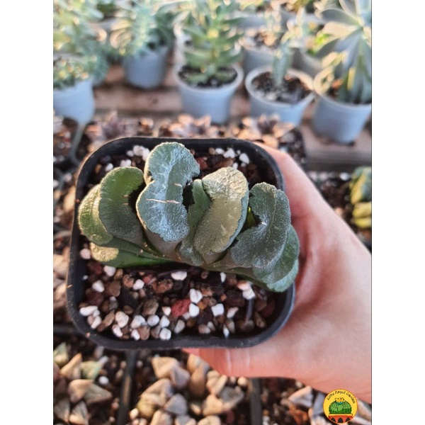 Sen đá kim cương | Haworthia Truncata