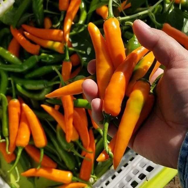 Hạt giống Ớt cam chỉ địa siêu cay nhập thái lan nguyên gói 0.5gr (~70 hạt) (Yellow Pepper)
