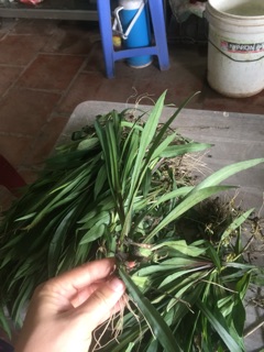 Thạch thảo kép com bo 200 cây