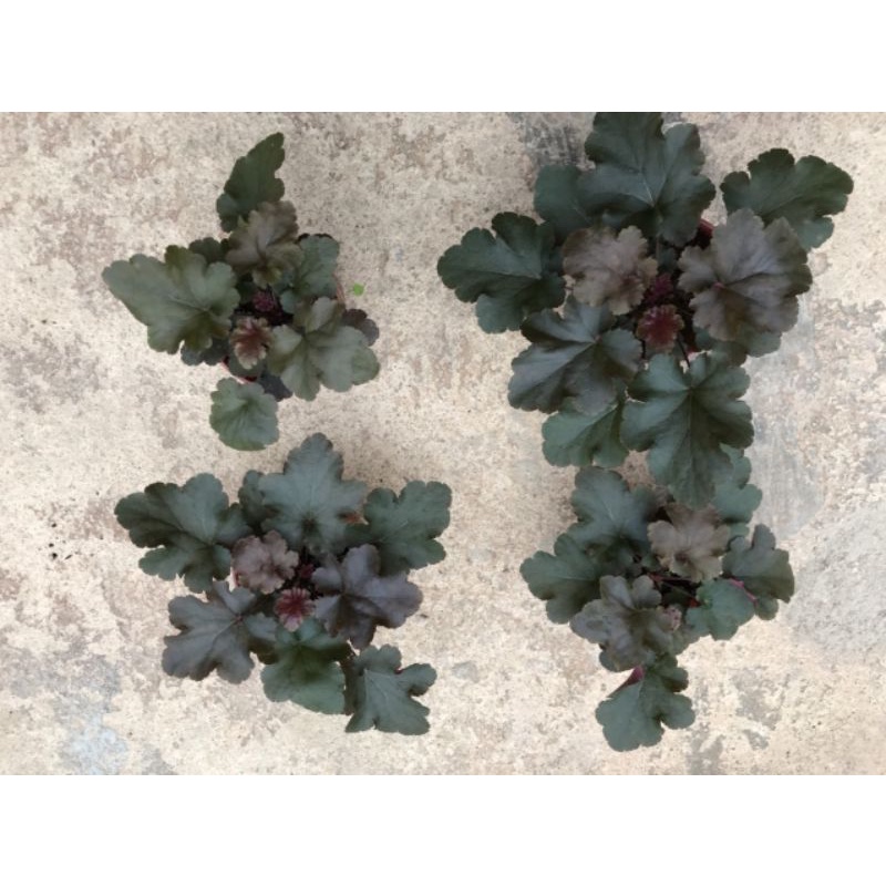 Cây chuông san hô hêu che ra.