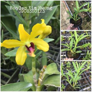 Phong lan dendro pensoda xưa vàng hoa thơm