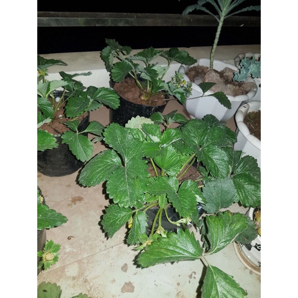 Chậu Dâu Hana Ổn Định - Cây đang phát triển tốt có hoa và trái như hình