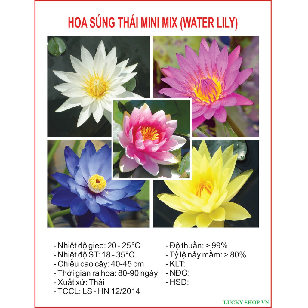 Gói  05 Hạt Giống Hoa Súng Mini Thái Lan( 5 hạt -5 màu)